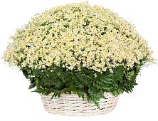 Цветочная композиция из Ромашки в корзине #REPLACE_PRED# Гребнево